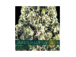 Autofem Vision Amnesia Haze