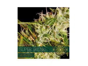 Autofem Vision Super Skunk