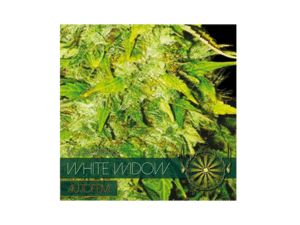 Autofem Vision White Window