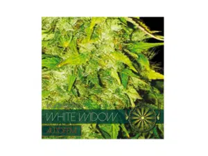 Autofem Vision White Window