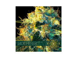Vision Seeds Jack Herer