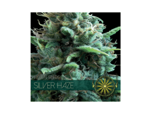 Vision Seeds SIilver Haze