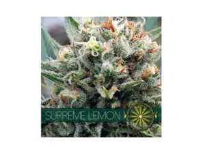 Vision Seeds Supreme Lemon