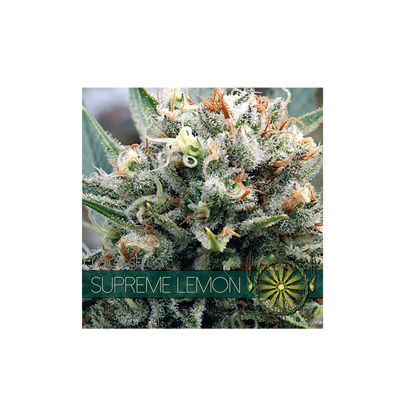 Vision Seeds Supreme Lemon