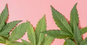 Auto Flowering Wietzaden