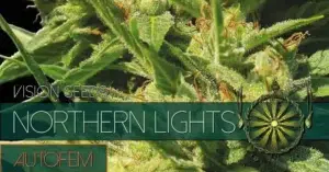 autoflowers