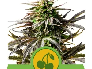 cherry pie automatic 2 Kopen? | Zeer scherpe prijzen | ABCParty