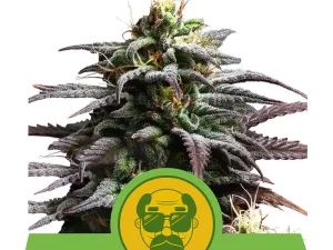 Купите Granddaddy Purple Automatic? | Веома конкурентне цене | ABCParty