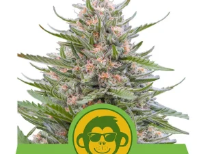 Купите Grape Ape Automatic 1? | Веома конкурентне цене | ABCParty