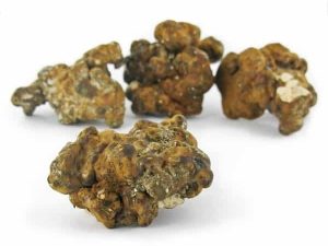 mush magic truffle hollandia 2 Kopen? | Zeer scherpe prijzen | ABCParty